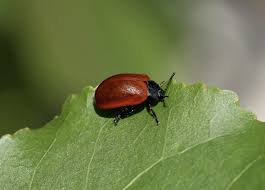 Attēlu rezultāti vaicājumam “Chrysomela populi”