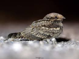 Image result for Caprimulgus europaeus