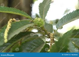 Attēlu rezultāti vaicājumam “Castanea sativa  fruit”