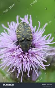 Attēlu rezultāti vaicājumam “Larinus sp.”