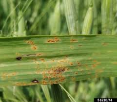 Attēlu rezultāti vaicājumam “Puccinia coronata”