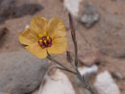 Attēlu rezultāti vaicājumam “Linaceae”