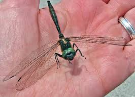 Attēlu rezultāti vaicājumam “Cordulidae”