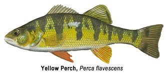 Image result for Perca flavescens