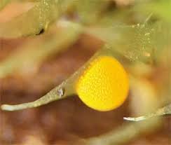 Attēlu rezultāti vaicājumam “Physarum nitens”