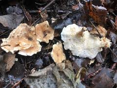 Attēlu rezultāti vaicājumam “Sistotrema confluens”