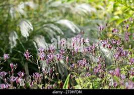 Image result for Tricyrtis `Black Beauty`