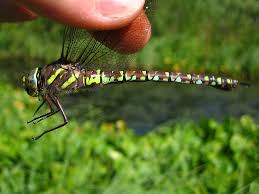 Attēlu rezultāti vaicājumam “Aeshna juncea”