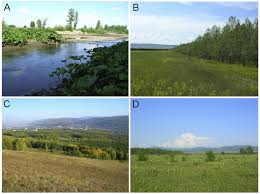 Attēlu rezultāti vaicājumam “Thecabius affinis imago”