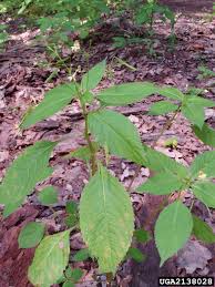 Attēlu rezultāti vaicājumam “Impatiens parviflora leaf”