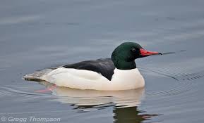 Attēlu rezultāti vaicājumam “Mergus merganser”