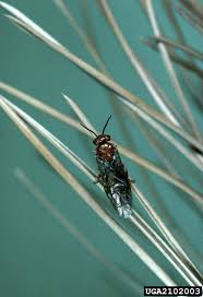 Attēlu rezultāti vaicājumam “Diprionidae cocoon”