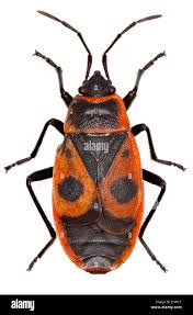 Attēlu rezultāti vaicājumam “Pyrrhocoris apterus”