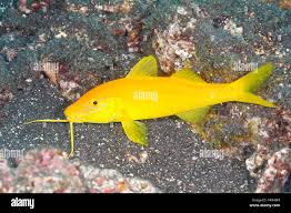 Image result for Parupeneus cyclostomus