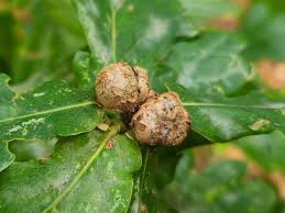 Attēlu rezultāti vaicājumam “Lycogala conicum sessile”