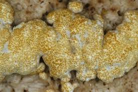 Attēlu rezultāti vaicājumam “Hypocrea pulvinata”