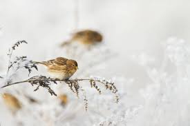 Image result for twite photo