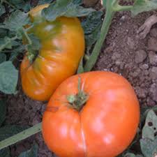 Afbeeldingsresultaat voor amana orange beefsteak tomato