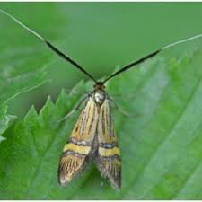 Attēlu rezultāti vaicājumam “Cnaemidophorus rhododactyla”
