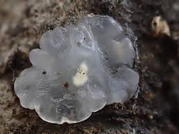 Attēlu rezultāti vaicājumam “Myxarium nucleatum”