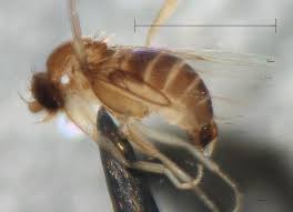 Attēlu rezultāti vaicājumam “Phoridae”