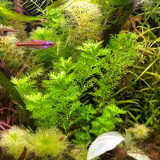 Attēlu rezultāti vaicājumam “Hottonia palustris”