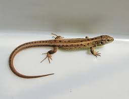 Attēlu rezultāti vaicājumam “Lacerta agilis female”