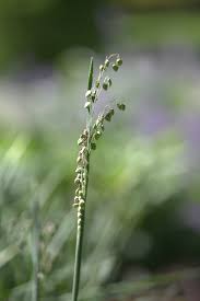 Attēlu rezultāti vaicājumam “Briza media fruit”