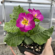 Attēlu rezultāti vaicājumam “Primula”