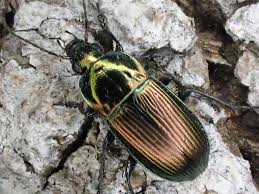 Attēlu rezultāti vaicājumam “Poecilus versicolor”