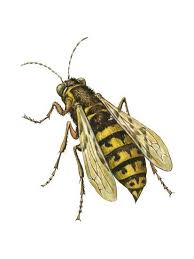 Attēlu rezultāti vaicājumam “Vespidae”