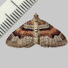 Attēlu rezultāti vaicājumam “Xanthorhoe designata”