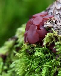 Attēlu rezultāti vaicājumam “Ascocoryne cylichnium”