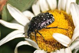 Attēlu rezultāti vaicājumam “Oxythyrea funesta imago”