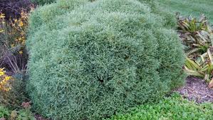 Attēlu rezultāti vaicājumam “Thuja occidentalis flower”