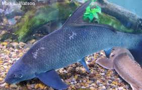 Image result for Cycleptus elongatus