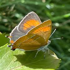 Attēlu rezultāti vaicājumam “Thecla betulae female”