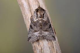 Attēlu rezultāti vaicājumam “Abrostola tripartita”