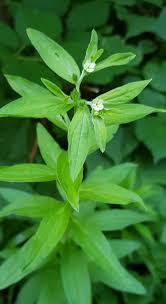 Attēlu rezultāti vaicājumam “Lithospermum officinale”
