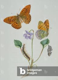 Attēlu rezultāti vaicājumam “Argynnis paphia larva”