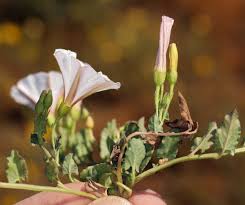Attēlu rezultāti vaicājumam “Convolvulus arvensis”