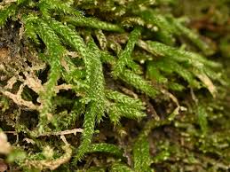 Attēlu rezultāti vaicājumam “Stemonitopsis subcaespitosa macro”