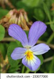 Attēlu rezultāti vaicājumam “Viola tricolor subsp. curtisii bud”