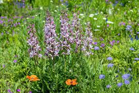 Image result for Diptam