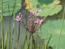 Attēlu rezultāti vaicājumam “Butomus umbellatus flower”