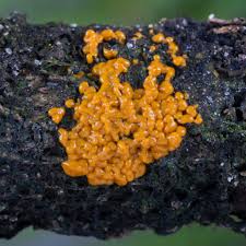 Attēlu rezultāti vaicājumam “Badhamia capsulifera macro”