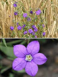 Image result for Legousia speculum-veneris