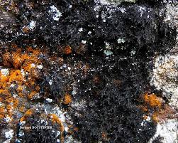 Attēlu rezultāti vaicājumam “Cystocoleus ebeneus”