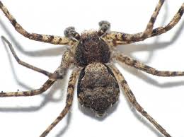 Attēlu rezultāti vaicājumam “Philodromus margaritatus”