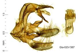 Attēlu rezultāti vaicājumam “Platytes alpinella”